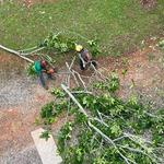 Mckay Tree Service - photo 5