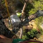 Mckay Tree Service - photo 9