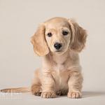 Artful Paws Photography - photo 1