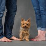 Artful Paws Photography - photo 2