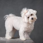 Artful Paws Photography - photo 3