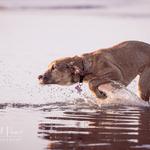 Artful Paws Photography - photo 4