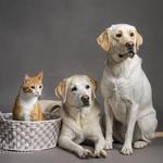 Artful Paws Photography - photo 5