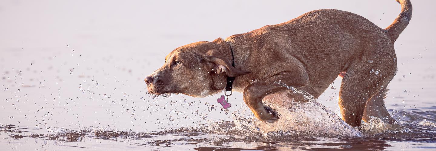 Artful Paws Photography cover photo