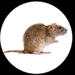 Quickil Pest Control - photo 2