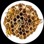 Quickil Pest Control - photo 3