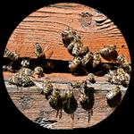 Quickil Pest Control - photo 4