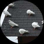 Quickil Pest Control - photo 5