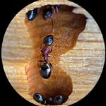 Quickil Pest Control - photo 6