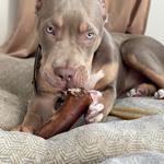 Delightful Chews Gourmet Dog Treats - photo 2