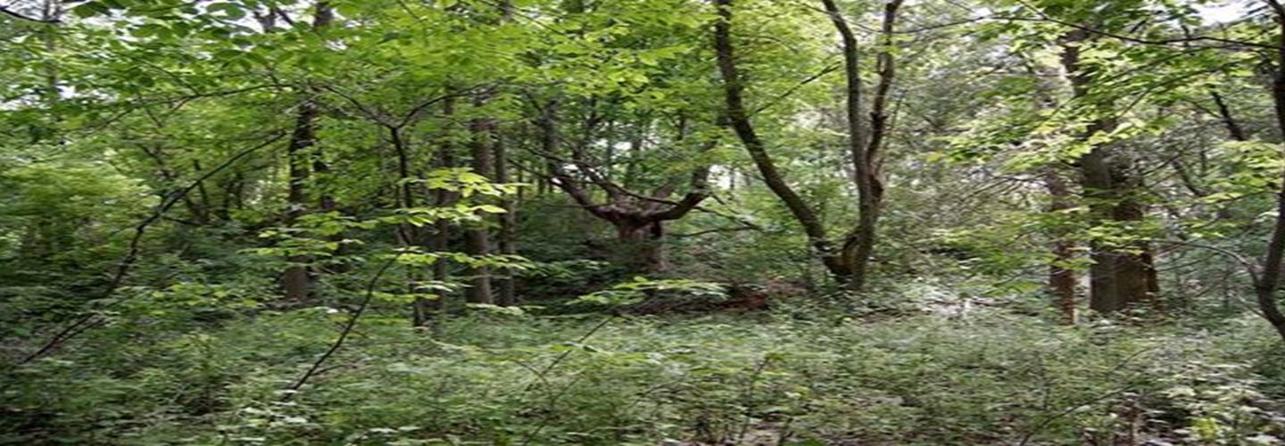 Hardy Wood Products cover photo