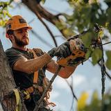 EastLake Tree Services - Tree Services in Eastlake