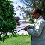 Tree removal Edison - photo 1