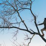 Tree removal Edison - photo 2