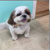 Grooming By Jessie - Pet Services in Old Bridge Township