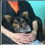 Grooming By Jessie - photo 1