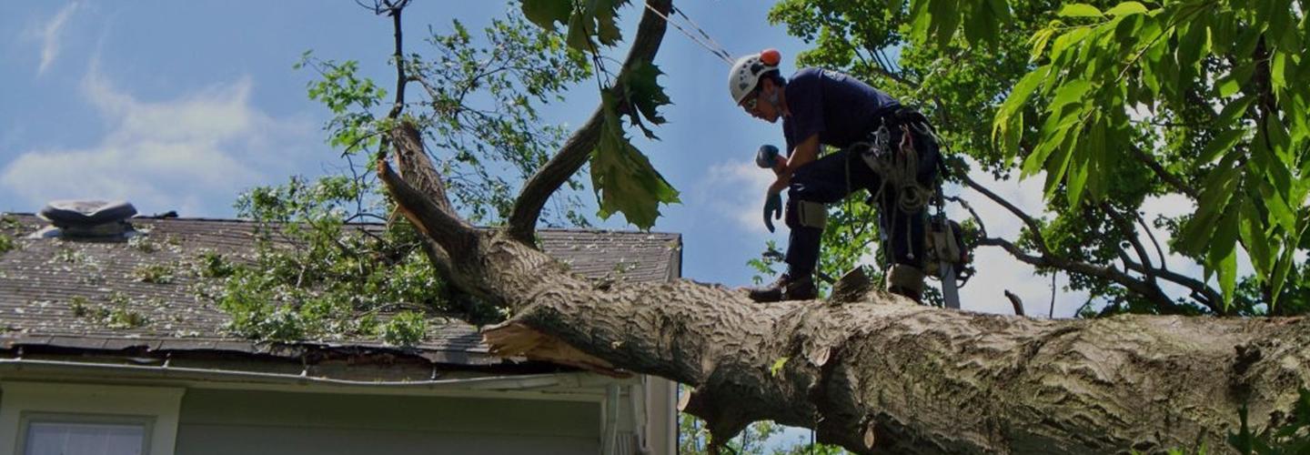 Reliable Tree Surgeon Sheffield cover photo