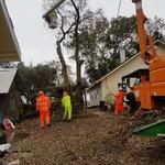 Lone Pine Tree Service - photo 1