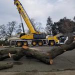 Lone Pine Tree Service - photo 2