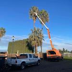 Lone Pine Tree Service - photo 3