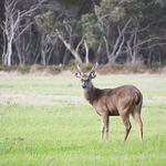 Australian Marksmanship Services - photo 3