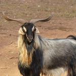 Australian Marksmanship Services - photo 4