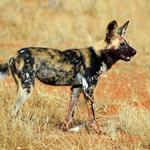 Australian Marksmanship Services - photo 5