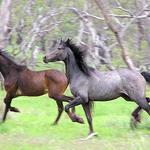 Australian Marksmanship Services - photo 6