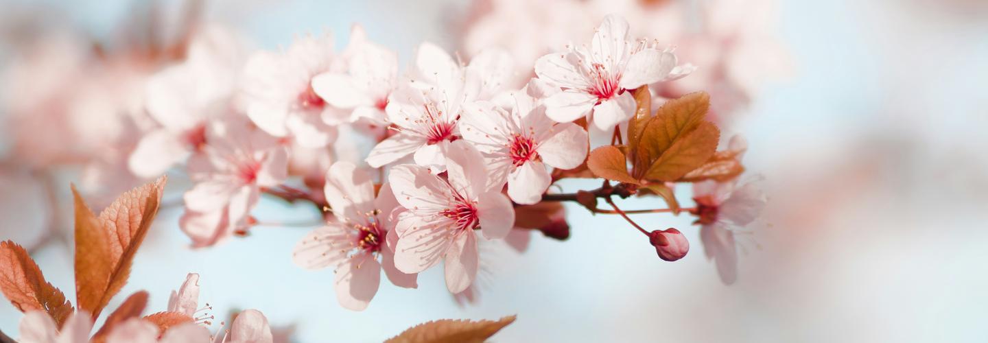  spiruswastha product cover photo