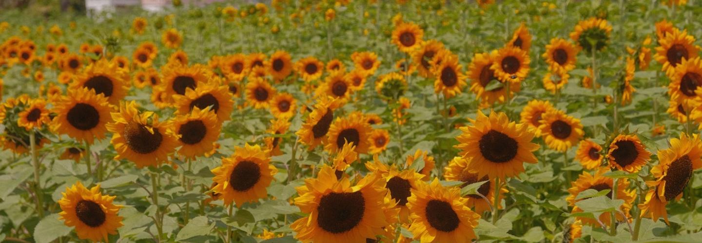 Ananda Farm cover photo