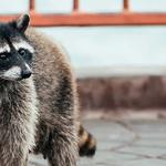 Connor's Pest Pros - photo 1