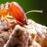 Connor's Pest Pros - photo 2