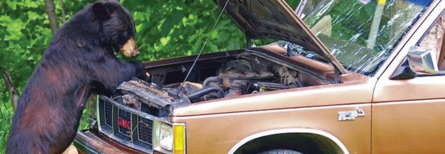 Bear Car Care cover photo