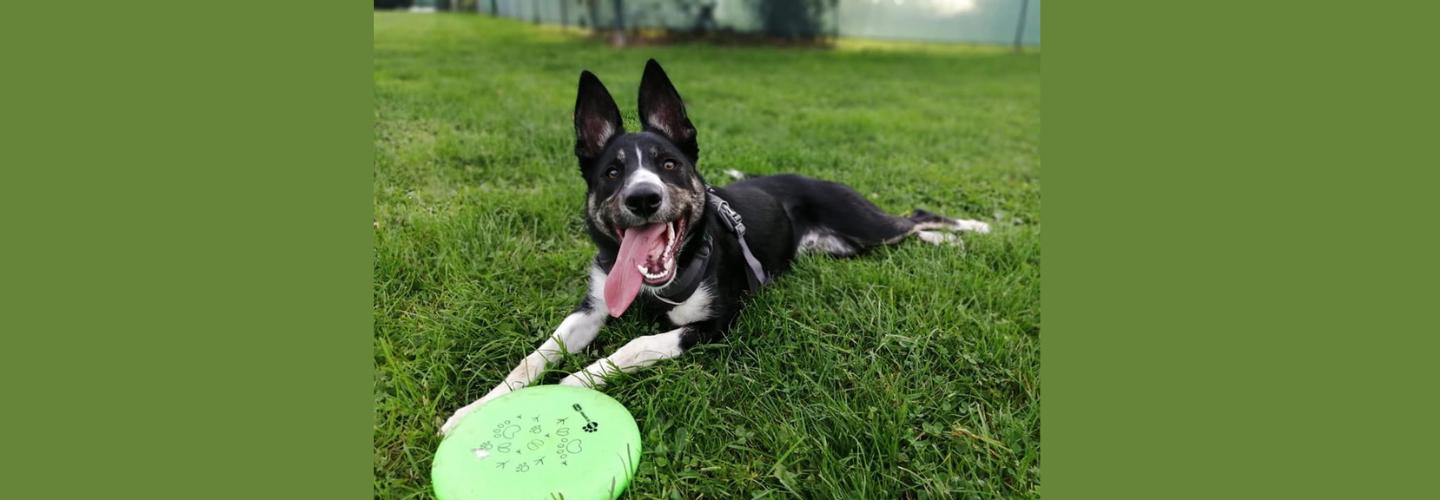 Askan K9 Training cover photo