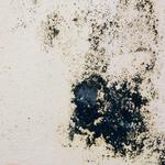 Columbusga Mold Remediation - photo 2