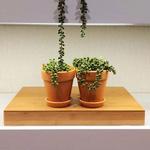 The Botanist - photo 6