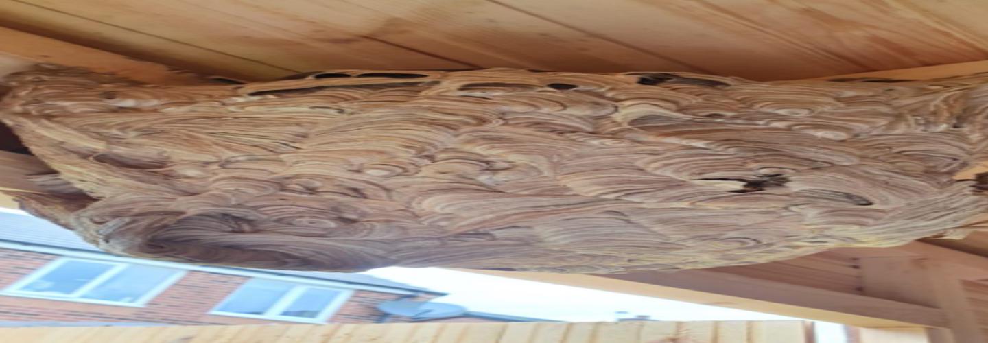 Your Pest Assassin cover photo