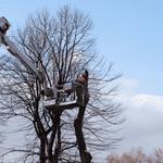 Dot Palm Landscaping - photo 2