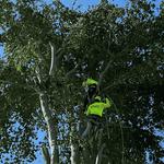 Dot Palm Landscaping - photo 3