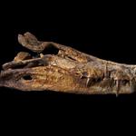 Fossil Age Minerals - photo 1