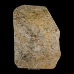 Fossil Age Minerals - photo 3