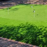 Desert Grass and Greens - photo 4
