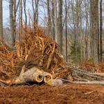 Clean Cuts Tree Care - photo 1