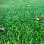 Synthetic Grass Warehouse - photo 6