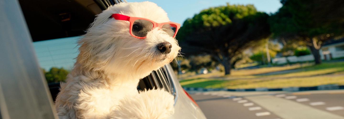 Hoffmans Toy Poodles cover photo