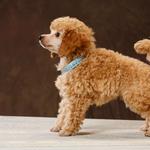 Hoffmans Toy Poodles - photo 1