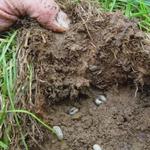 Harry Lawn Care - photo 7