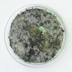 Mold-B-Gone - photo 1