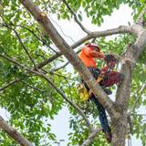 Galt Tree Service - Tree Services in Galt