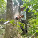 Backwoods Tree Service - photo 1